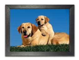 Golden Retriever Maschio E Femmina Sdraiato Carino Affascina