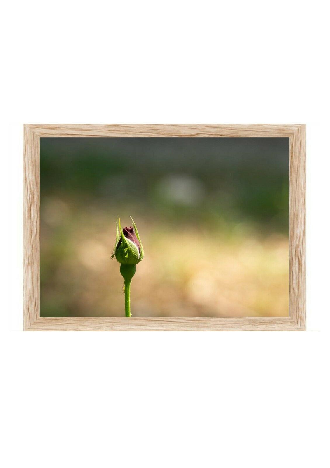 poster natura rosa 20x30 quadro cornice arte