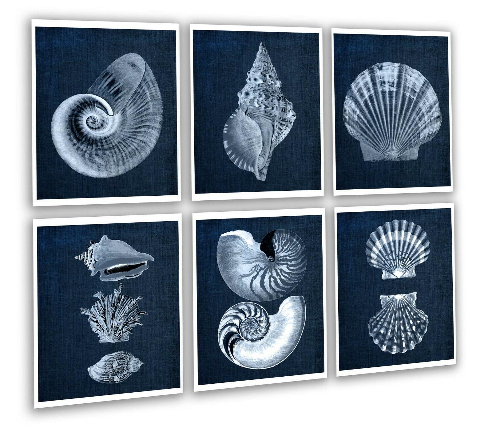 spiaggia decorazione conchiglie set di 6 senza