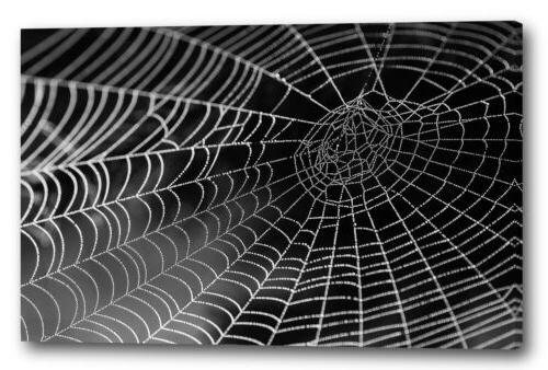 tela cornice spinning web contro sfondo nero
