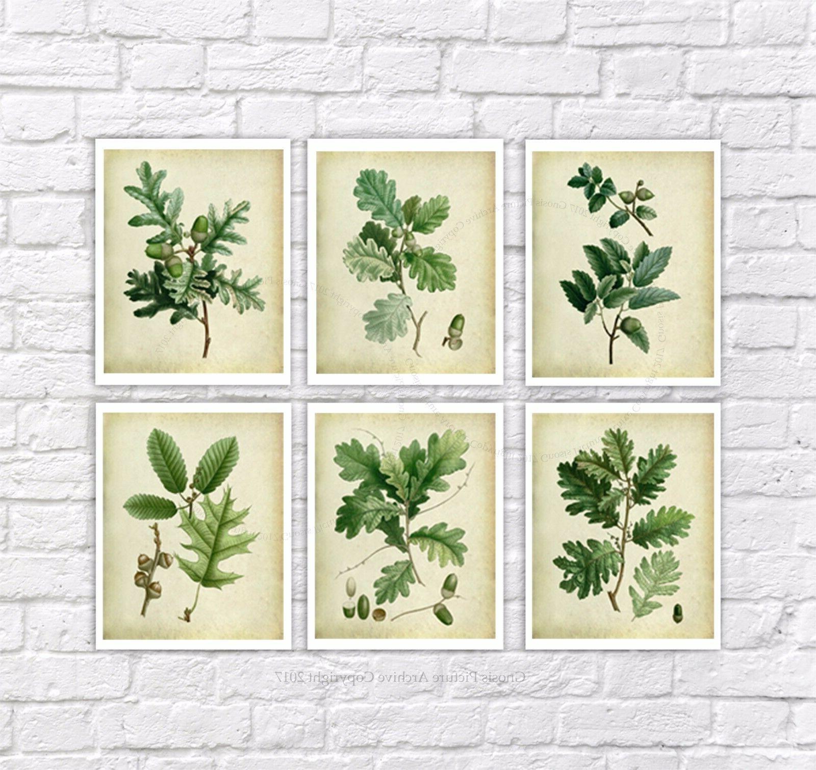 vintage botanico stampa set di 6 senza