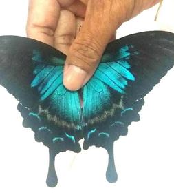 Papilio U.Ulysses Femmina, A1 Molto Raro! senza Cornice Ambo