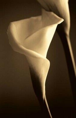 Ryan-STAMPA-ARTISTICA-Floreale-Divinit&circ;-su-Carta-Tela-Canva