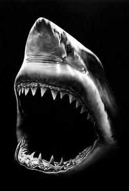 Stampa con Cornice - Bianco Gesso Disegno di Un Shark Aperto