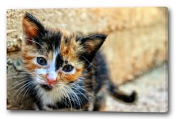 Tela/Cornice Cute animali del gattino immagini gatto beb&egrave; c