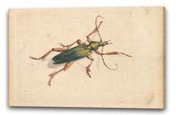Tela/Cornice Jan Vincentsz van der Vinne - Maggiolino verde 