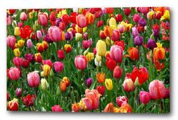 Tela/Cornice Tulipani colorati  sul campo verde