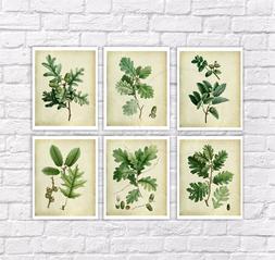 Vintage Botanico Stampa Set Di 6 senza Cornice Muro Arte Fog